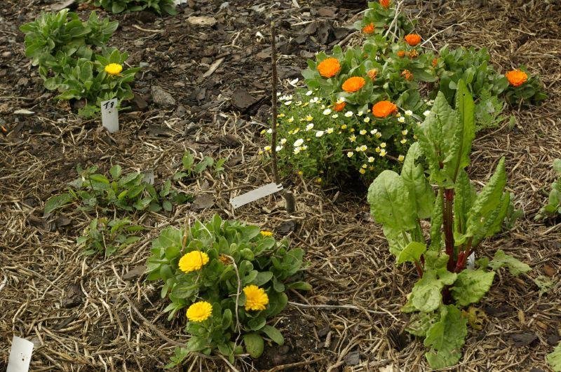 Companion Planting: Find out how to Use Completely different Species to Increase Progress