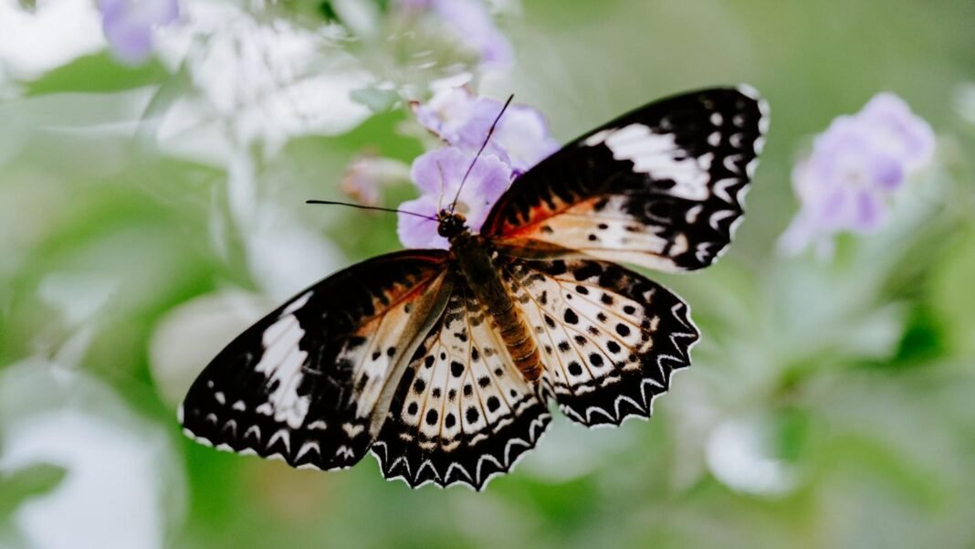 Butterfly Gardening: Making a Sanctuary for These Stunning Bugs